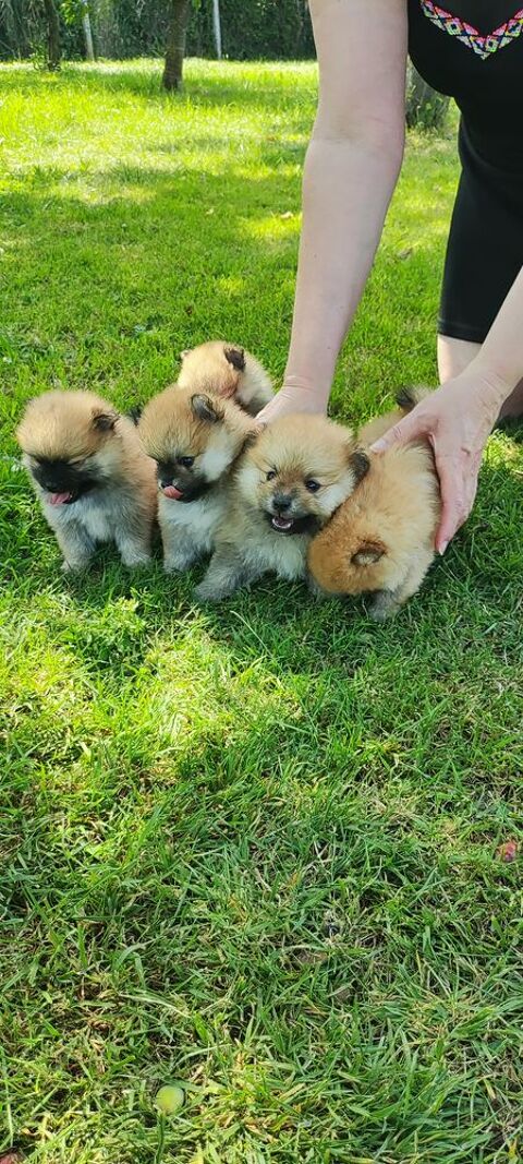 Chiots Spitz Main Pom&eacute;ranien 1300 59143 Watten