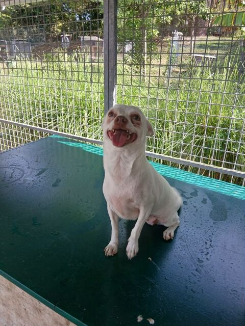TWEETY SE TROUVE DANS UN REFUGE EN GUADELOUPE 0 75018 Paris
