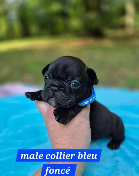 2 magnifiques bouledogue français LOF à réserver 1500 45290 Ouzouer-des-champs