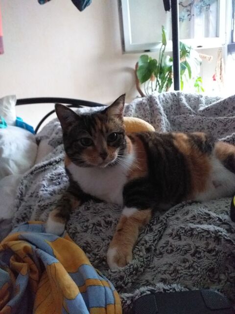 Cherche chaton ou jeune chat " " 20 74800 La roche-sur-foron