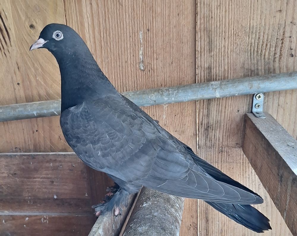   3 pigeons Taklas mâles noirs 