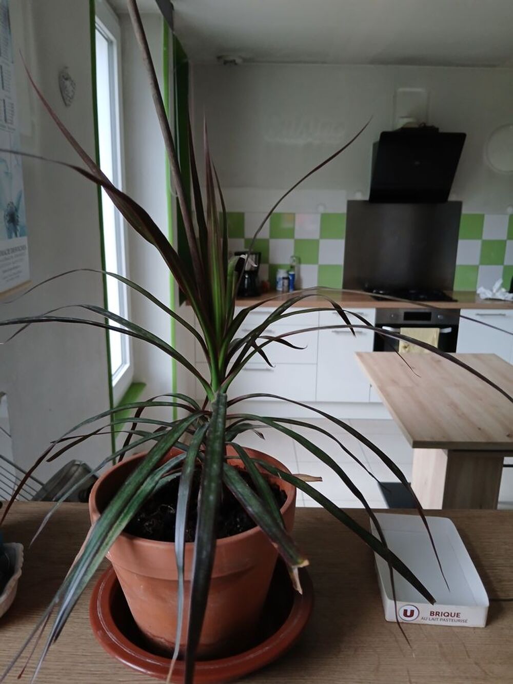 Plantes verte Jardin