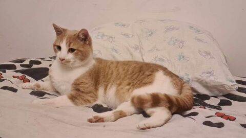 TIBISOU m&acirc;le 1 an &agrave; adopter 160 16210 Chalais