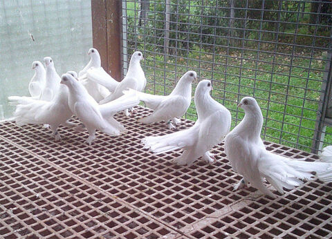 Pigeons de petite race. 0 69290 Gr�zieu-la-varenne