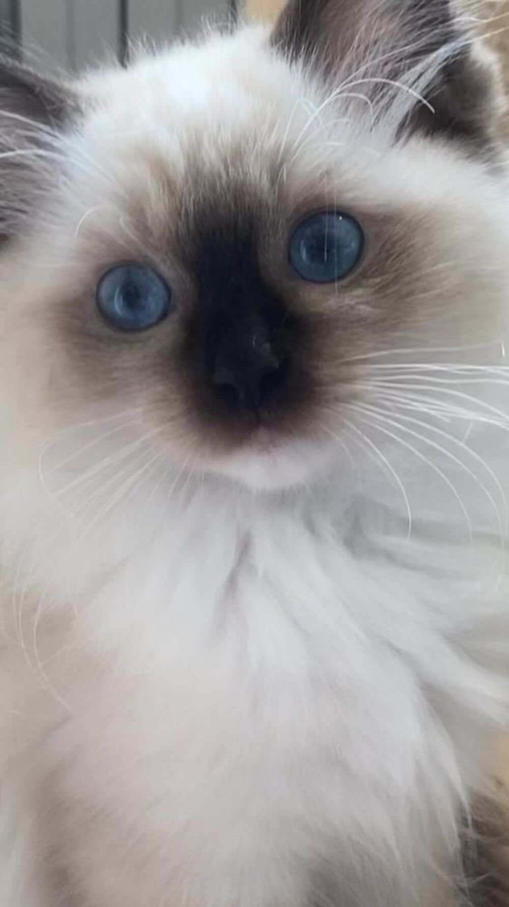   Magnifiques chatons Ragdoll 