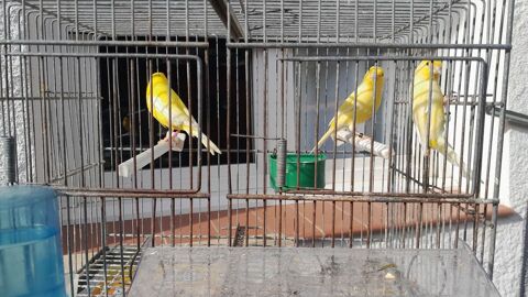 Canari mâle et femelle jaune 20 66430 Bompas