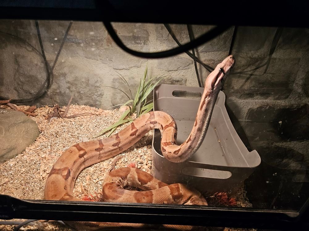 Terrarium (x2) et un occupant (boa) 