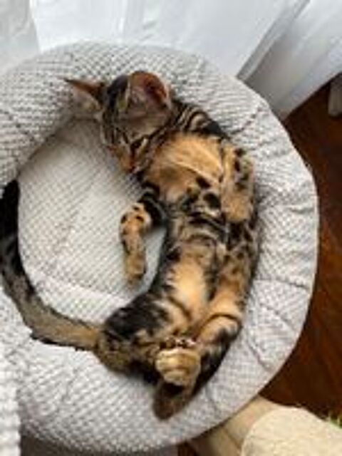   Mars chaton très sociable et câlin 