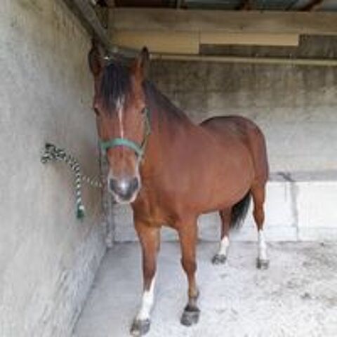   Cheval pour attelage de loisir 