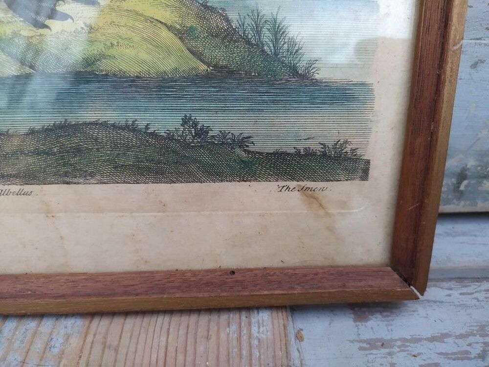 Tableau Gravure Ornithologie Albellus Eleazar Albin XVIIIe 