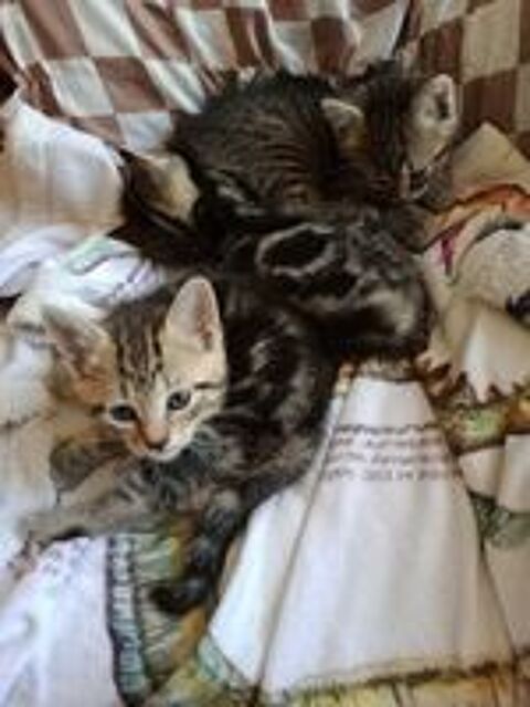   Chatons à adopter 