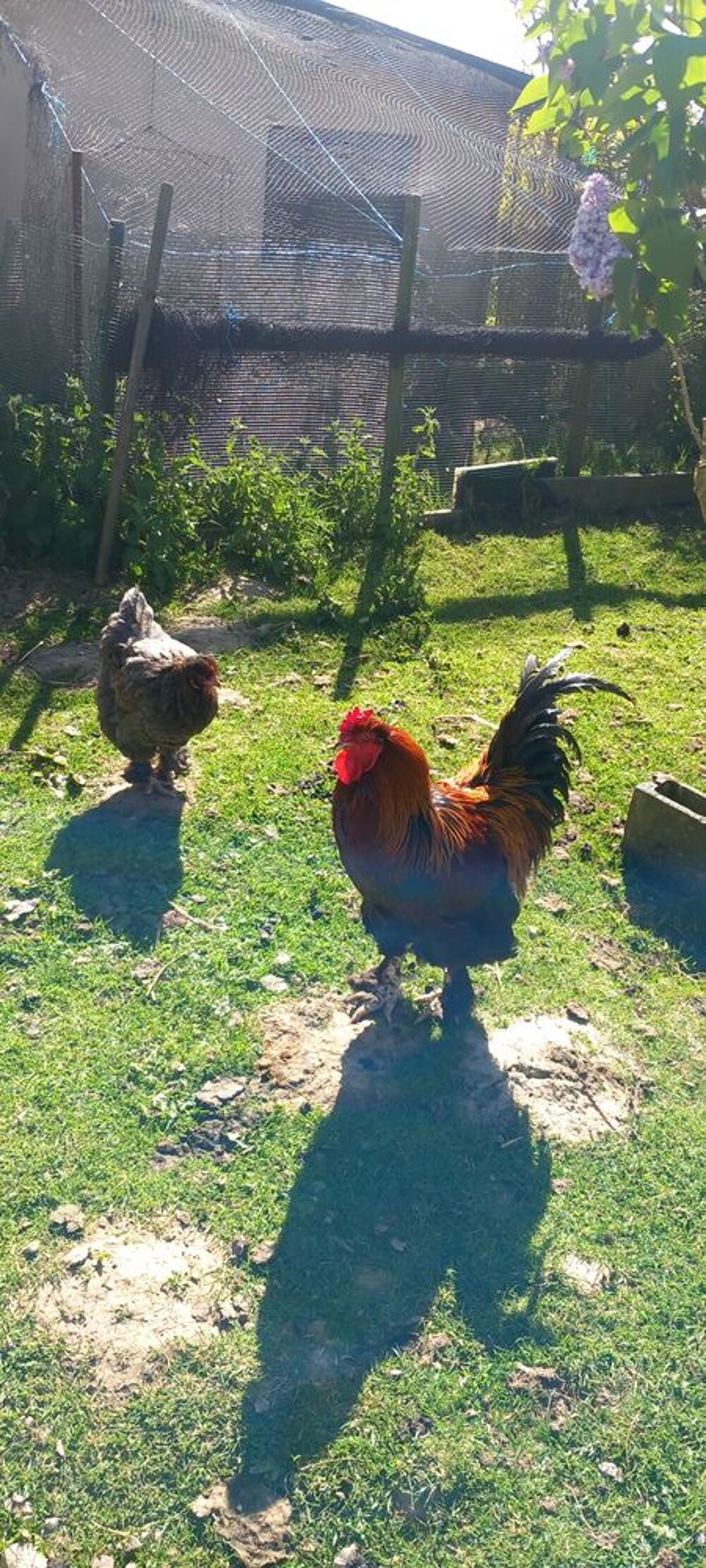   Coqs Brahma 