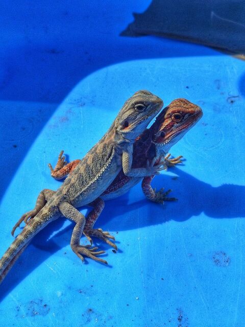 Jeune pogona 30 57000 Metz