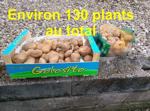 130 plants de pomme de terre Charlotte & Caesar
7 Mirecourt (88)