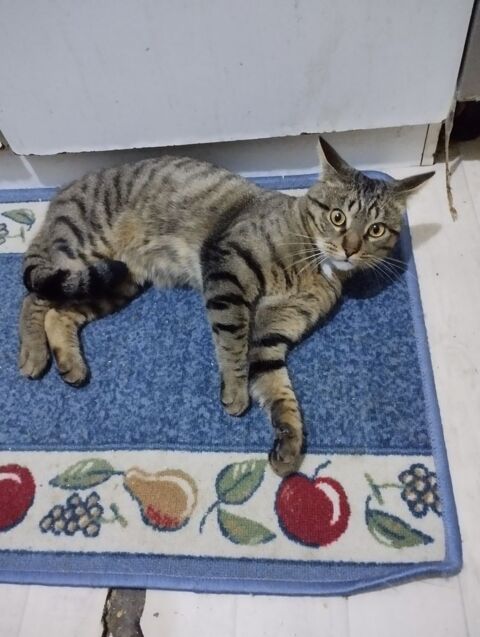 Donne de chat mâle très affectueux 0 84700 Sorgues