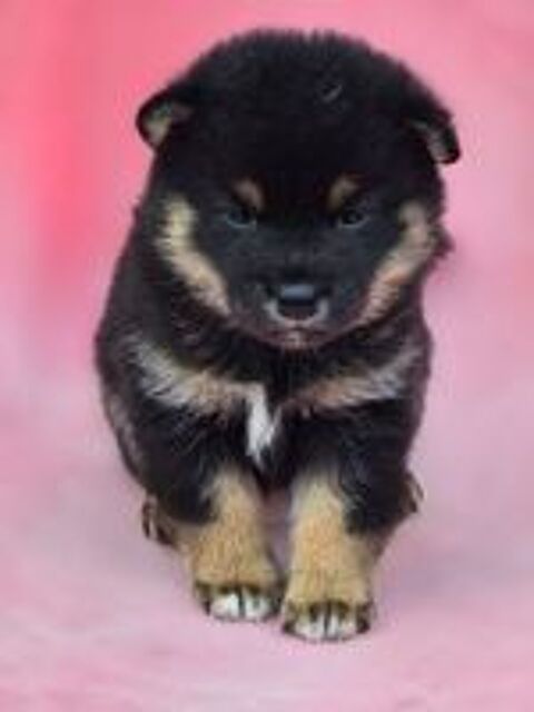   Chiot shiba male noir et feu  