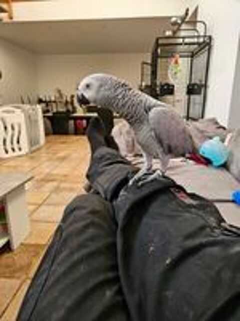   Perroquet gris du gabon 