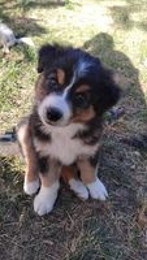   Chiot berger australien lofter  