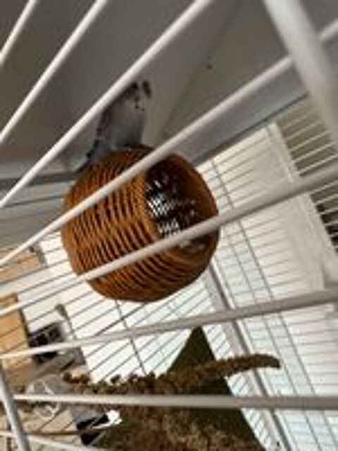   Perruche + cage  