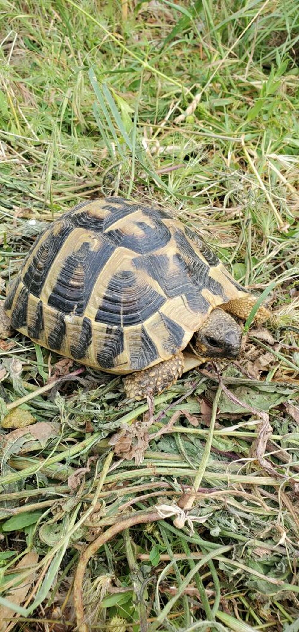   tortues terre mâle et femelle 14 ans. 