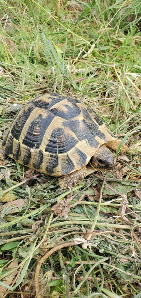 tortues terre m&acirc;le et femelle 14 ans. 250 30250 Aspères