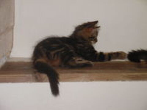   Chaton mâle européen poils longs 