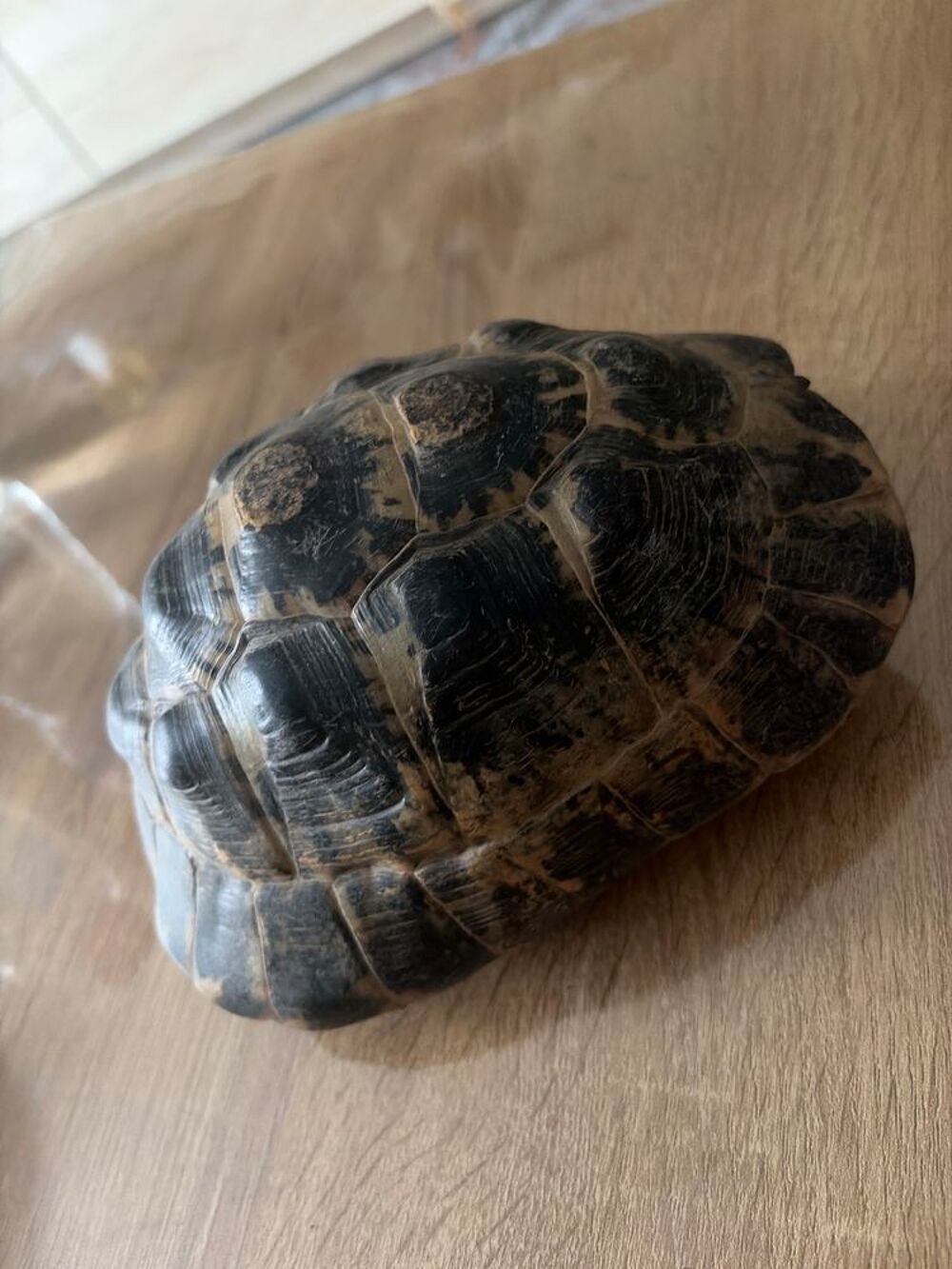   Greaca Ibera Femelle 