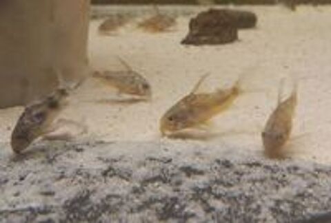   Corydoras paleatus 