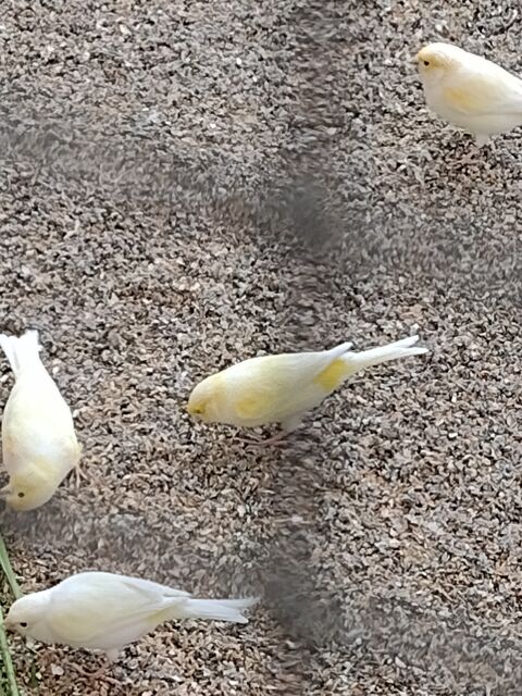 canari mosaïque jaune 25 28160 Brou
