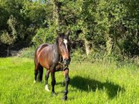   Denver hongre de 22 ans 