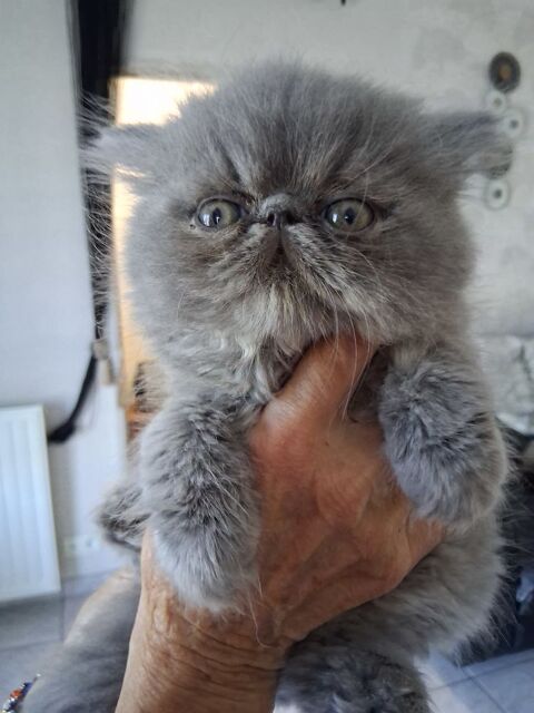 2 chatons persans 450 44550 Montoir-de-bretagne