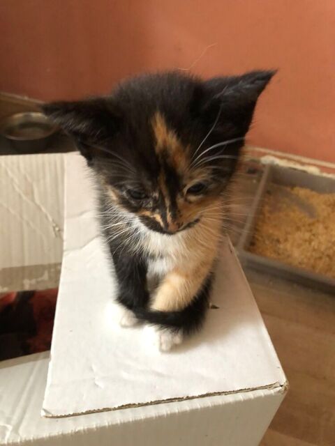 chatons tricolores 0 44460 Fégréac