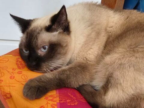 chatte &agrave; donner pour d&eacute;part en maison de retraite 0 30000 Nîmes