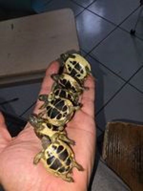   Tortue  