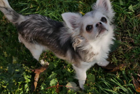 Magnifique chiot chihuahua poil long issu de LOF & FCI 1350 71520 Montmelard