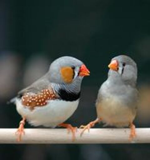   arrêt cause maladie d'oiseaux  