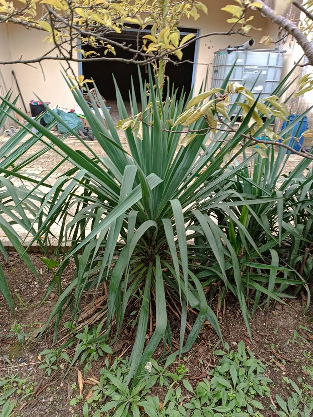 yucca en pleine terre Jardin