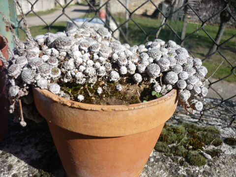 plants de joubardes,succulentes 1 Bellenaves (03)