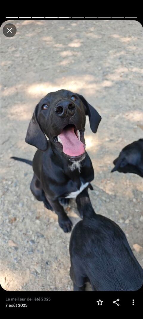 Chiots type labrador braque allemand 500 31620 Villaudric