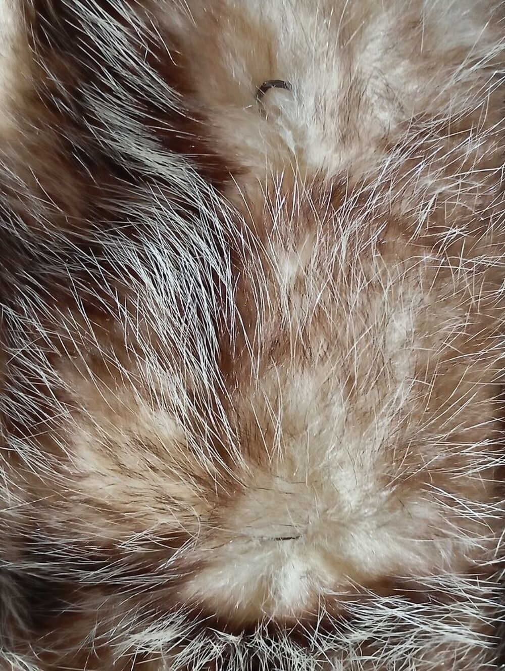Manteau en opossum Vêtements