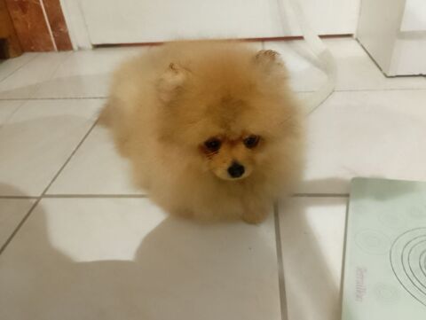 Magnifique chiot spitz allemand femelle naine 1700 56130 P�aule