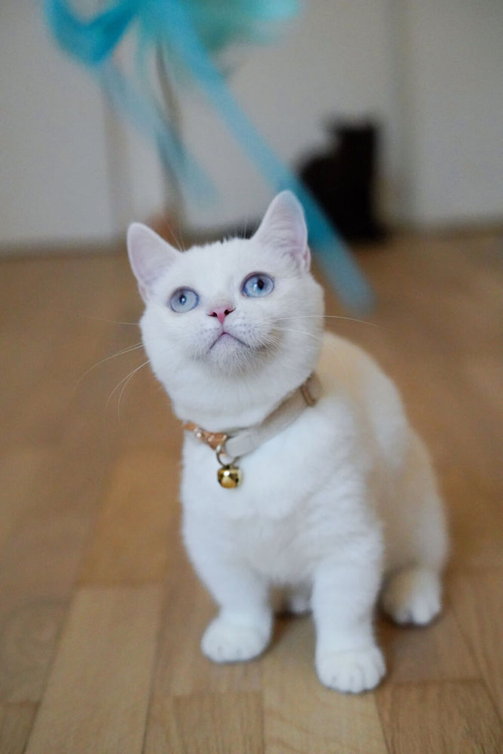   Bianca : Munchkin pattes courtes 