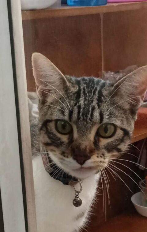 BAMBINO 220 95610 ragny