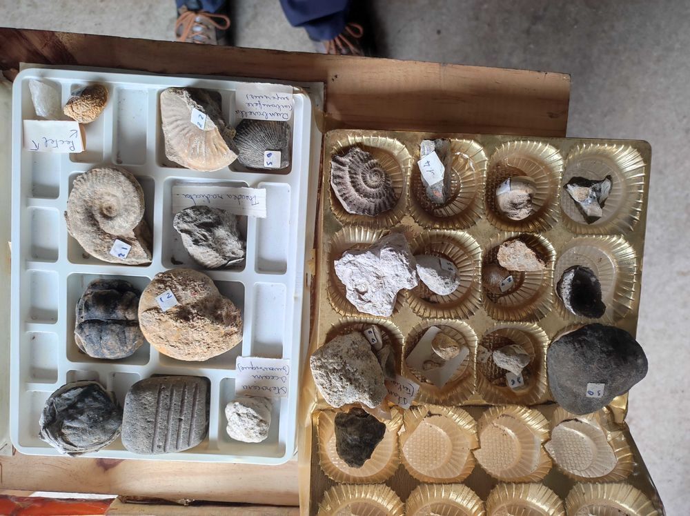 collection+pierres+et+fossiles 