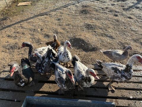 Canards de barbarie 25 71380 Lans