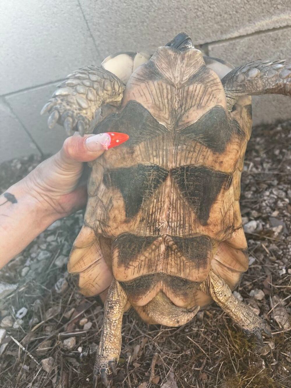 tortue m&acirc;le marginata Jardin