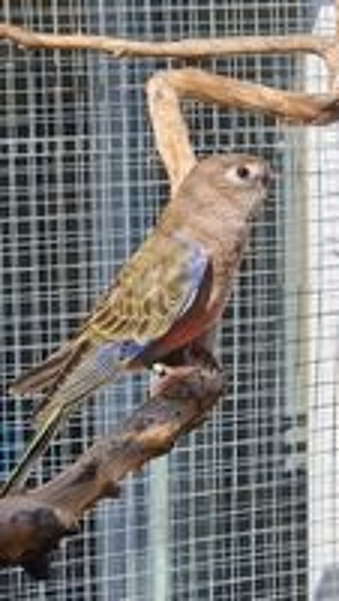   Male Bourke porteur Rubino 