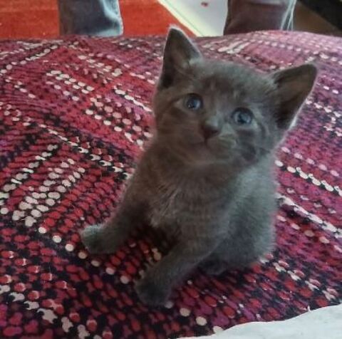 1 chaton femelle recherche famille pour adoption 0 17000 La rochelle