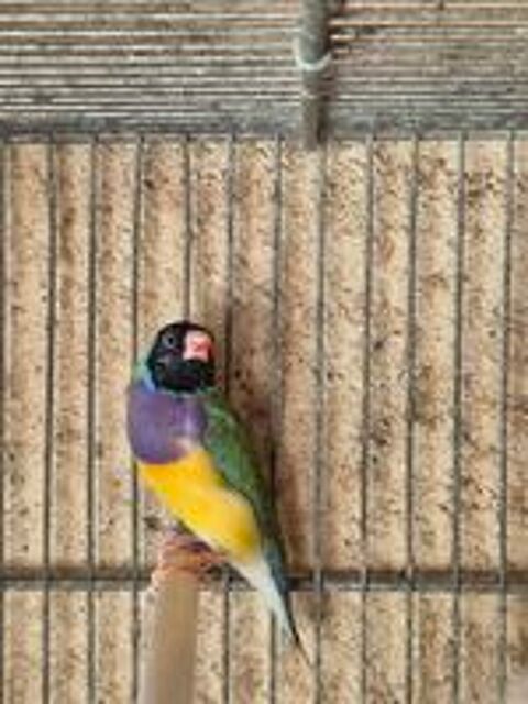   Diamant de gould 