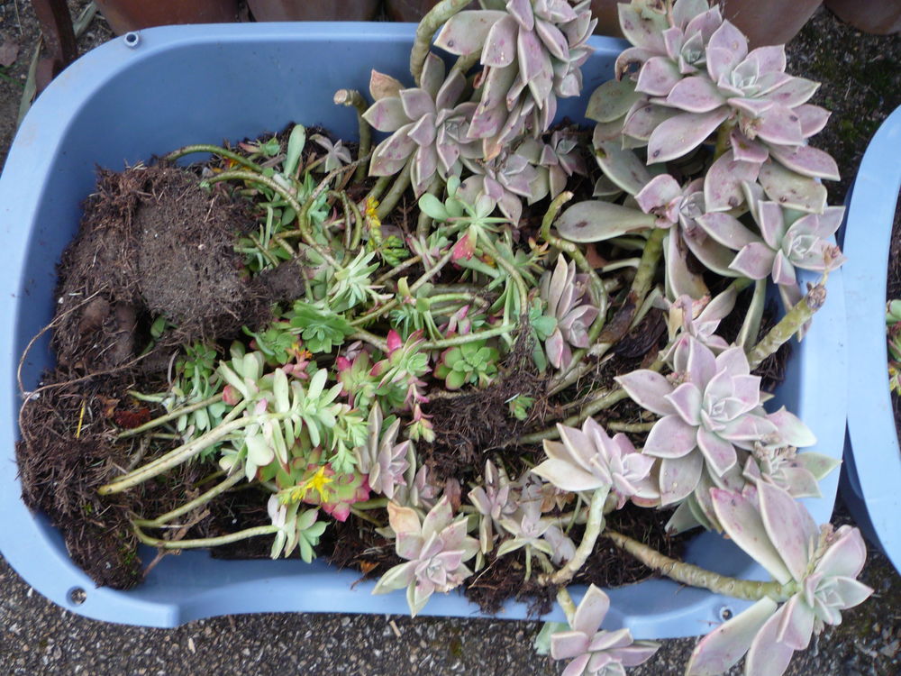 Plante grasse rocaille/terrasse/jardin Jardin